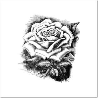 Rose Flower Black and White Illustration Posters and Art